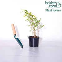 Bakker - Bambou vert non-traçant - Arundinaria murielae