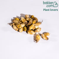 30 Etoiles de printemps en mélange