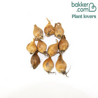 10 Iris de Hollande Bronze Perfection