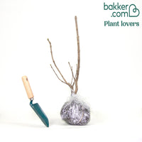 Lilas double Beauty of Moscow