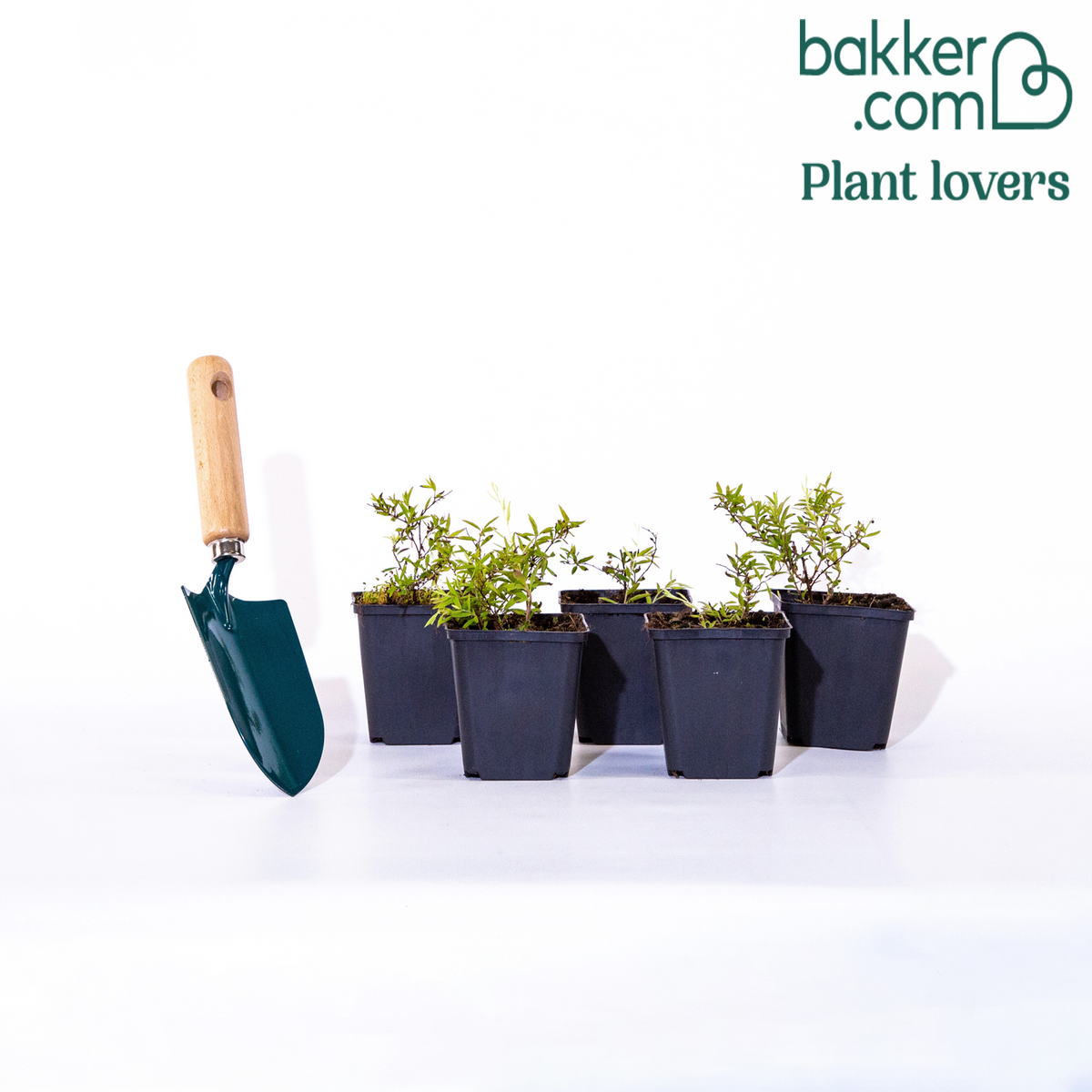 Bakker - Spirée 'Grefsheim'  - Spiraea cinerea  grefsheim