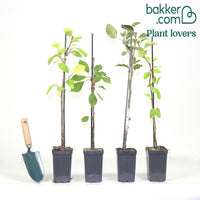 Collection de 4 mini-fruitiers d'été