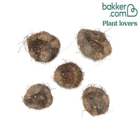 5 Bégonias retombants parfumés Pink delight