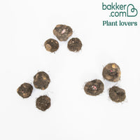 9 Bégonias parfumées en mélange