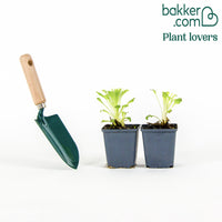 2 Campanules Carillon en mélange