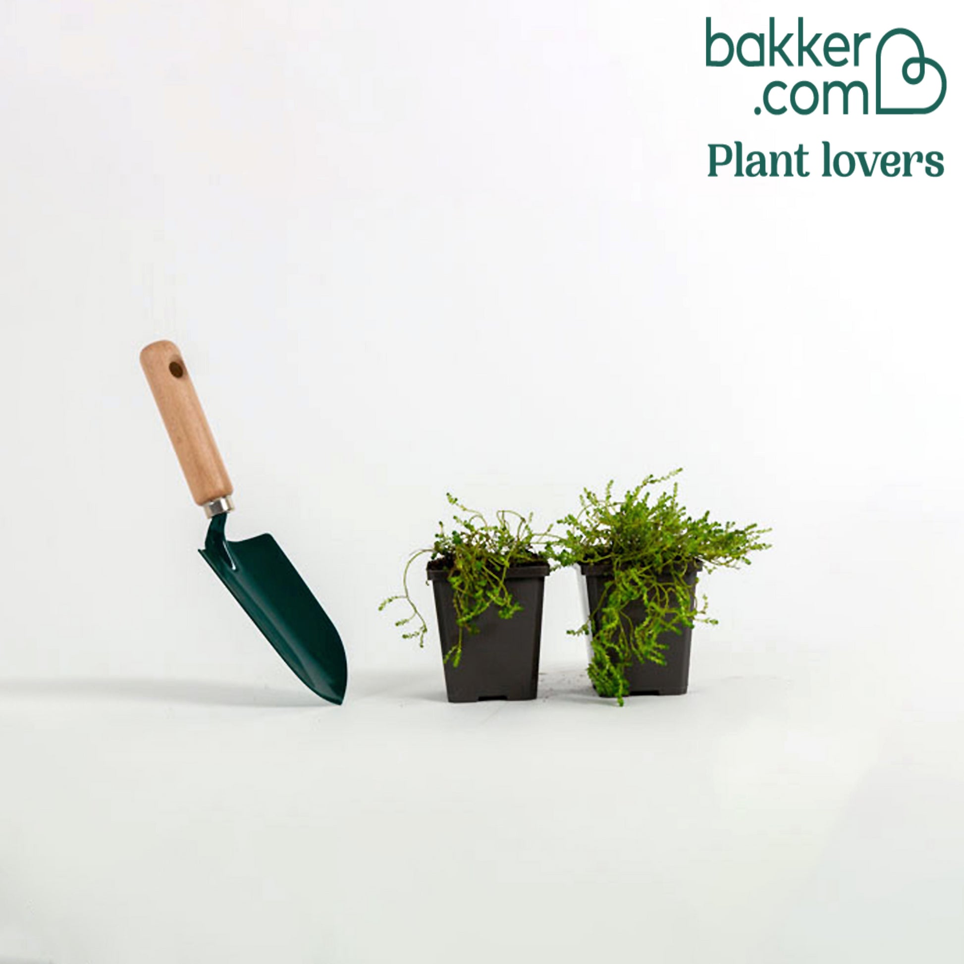 Bakker - 2 Sedum acre - Poivre des murailles - Sedum acre