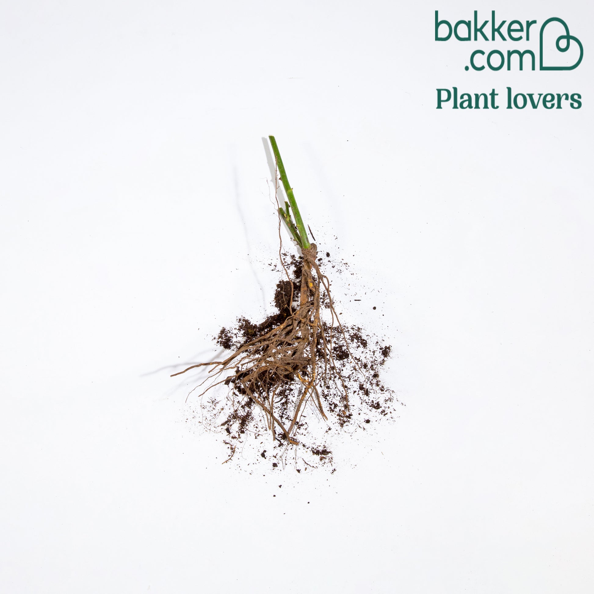 Bakker - Rosier grimpant rouge - Rosa