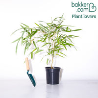 Bambou traçant panaché