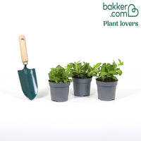 3 Pétunias retombants jaunes roses