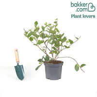 Chèvrefeuille d'hiver