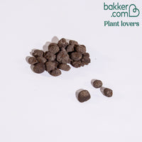 30 Anémones de Grèce Blue Shades