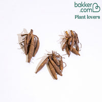 Bakker - 3 Dahlias cactus Purple Gem - Dahlia purple gem