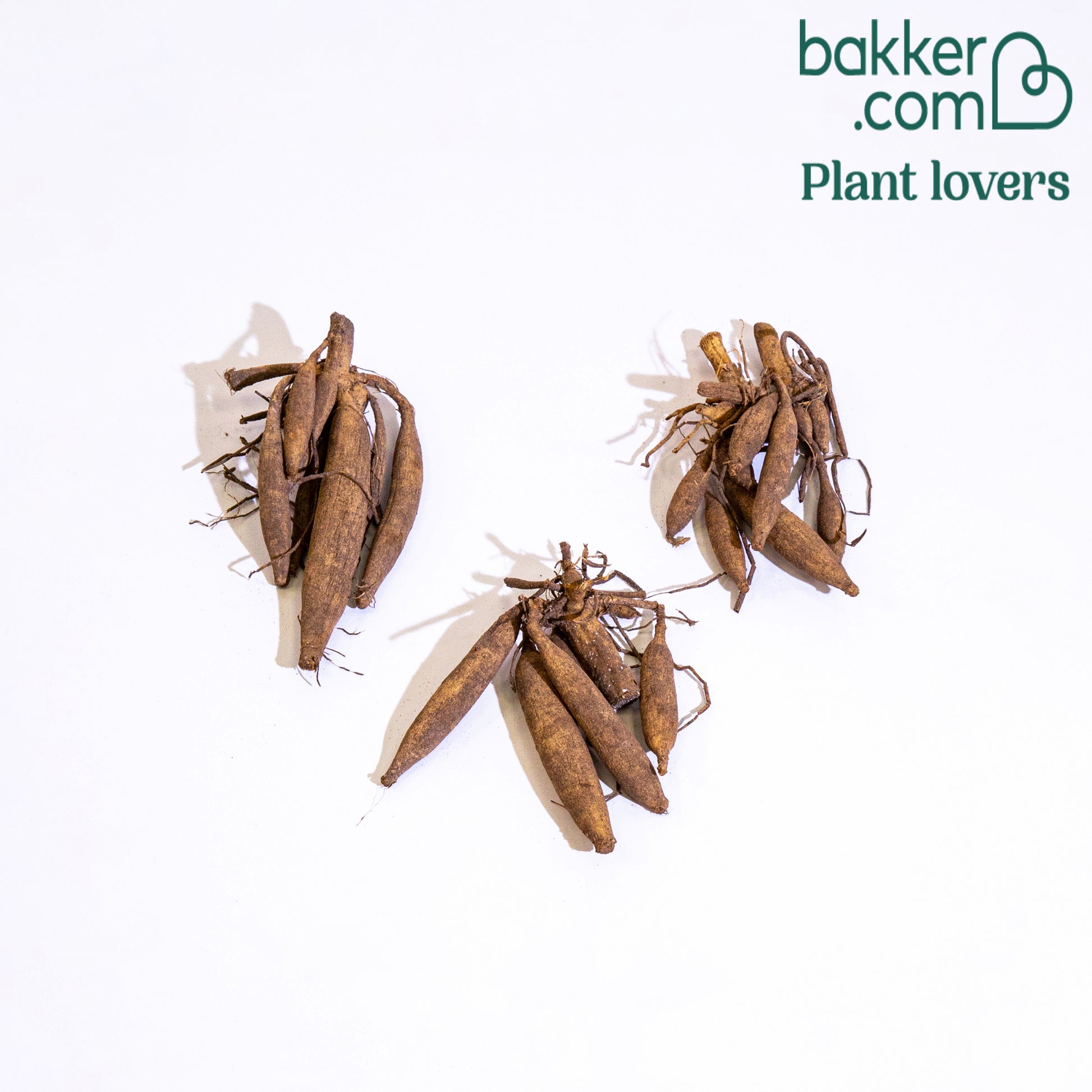 Bakker - 3 Dahlias cactus Purple Gem - Dahlia purple gem