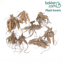 8 Dahlias cactus en mélange