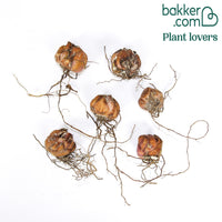 6 Lis orientaux tigrés en mélange