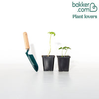 2 Hellébores d'Orient double crème