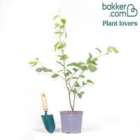 Amélanchier de Lamarck