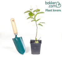 Amélanchier de Lamarck