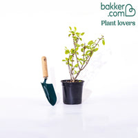 Hortensia paniculé Fraise Melba® Renba