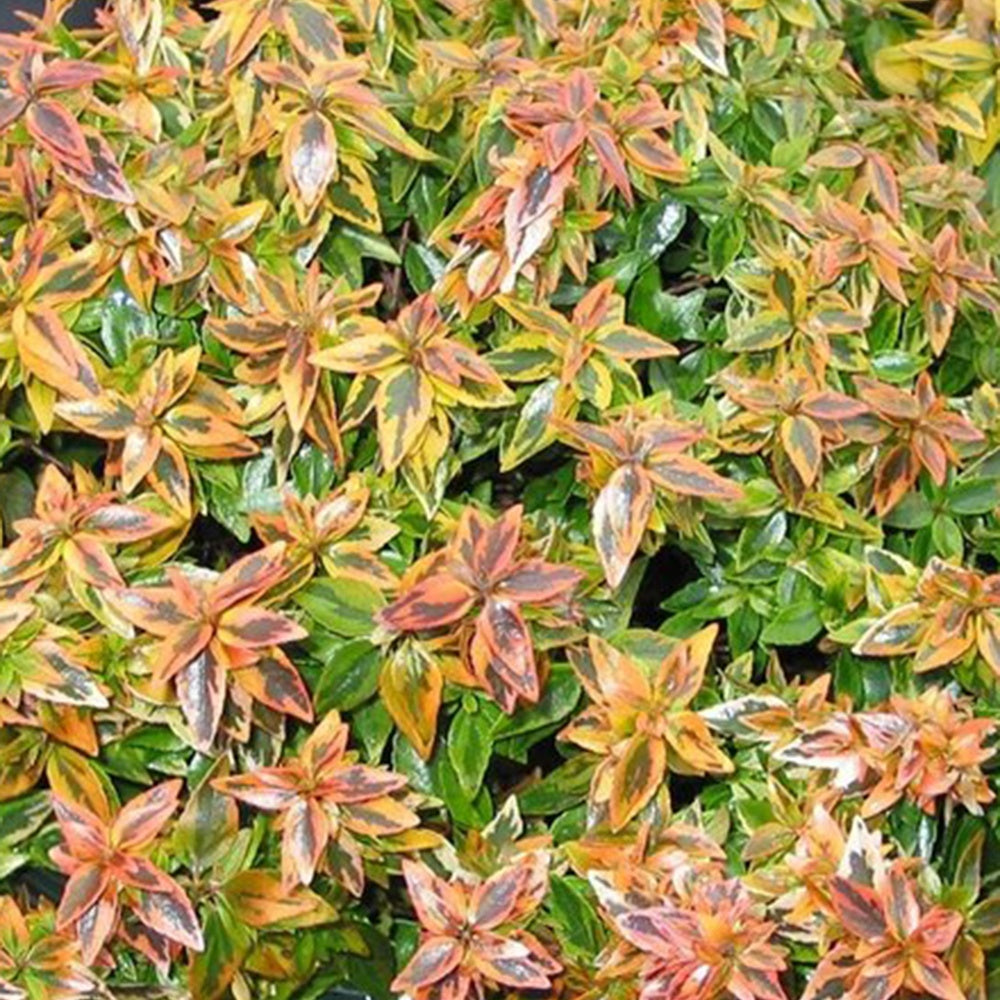 Abelia grandiflora 'kaleidoscope' (r) - Abélia grandiflora Kaleidoscope® - Abélia