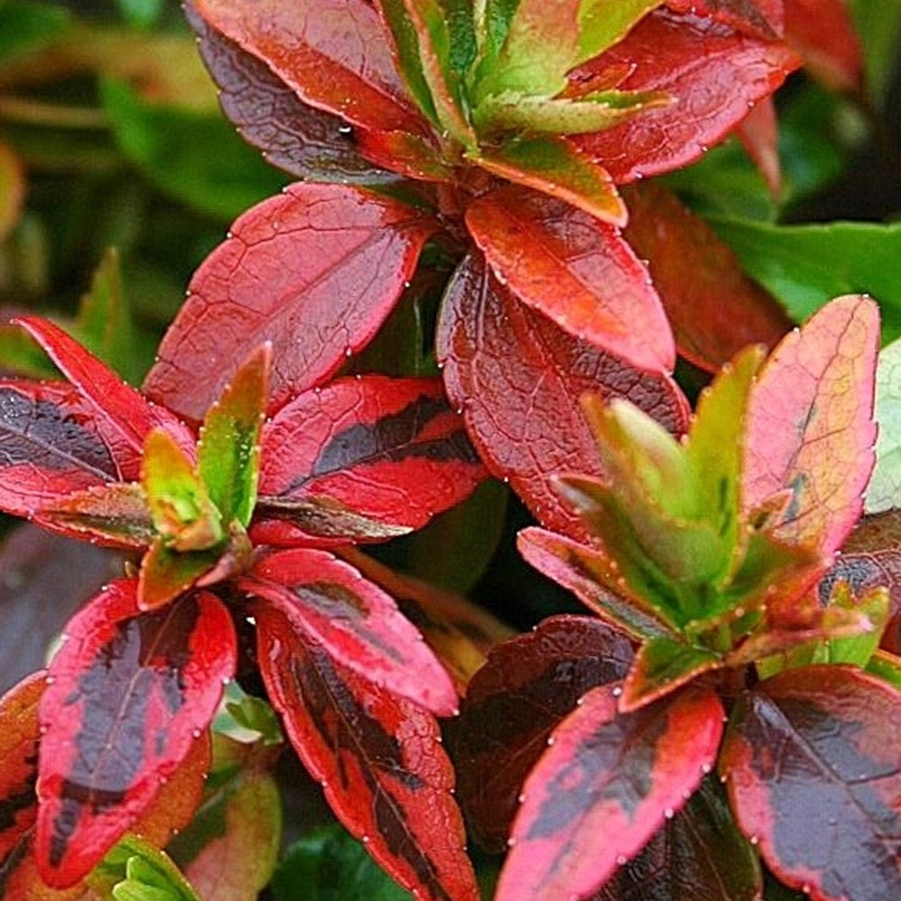 Abélia - Abélia grandiflora Kaleidoscope® - Abelia grandiflora 'kaleidoscope' (r)
