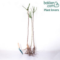 Collection de 3 Rosiers tiges : Walztime, Sunsilk, Dame de Cœur