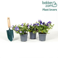 3 Pétunias mouchetés Nuit étoilée