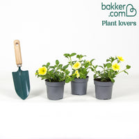 3 Pétunias géants jaunes