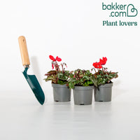 3 Cyclamens rouges