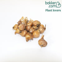 20 Iris de Hollande Mystic Beauty - Iris hollandica mystic beauty - Bakker