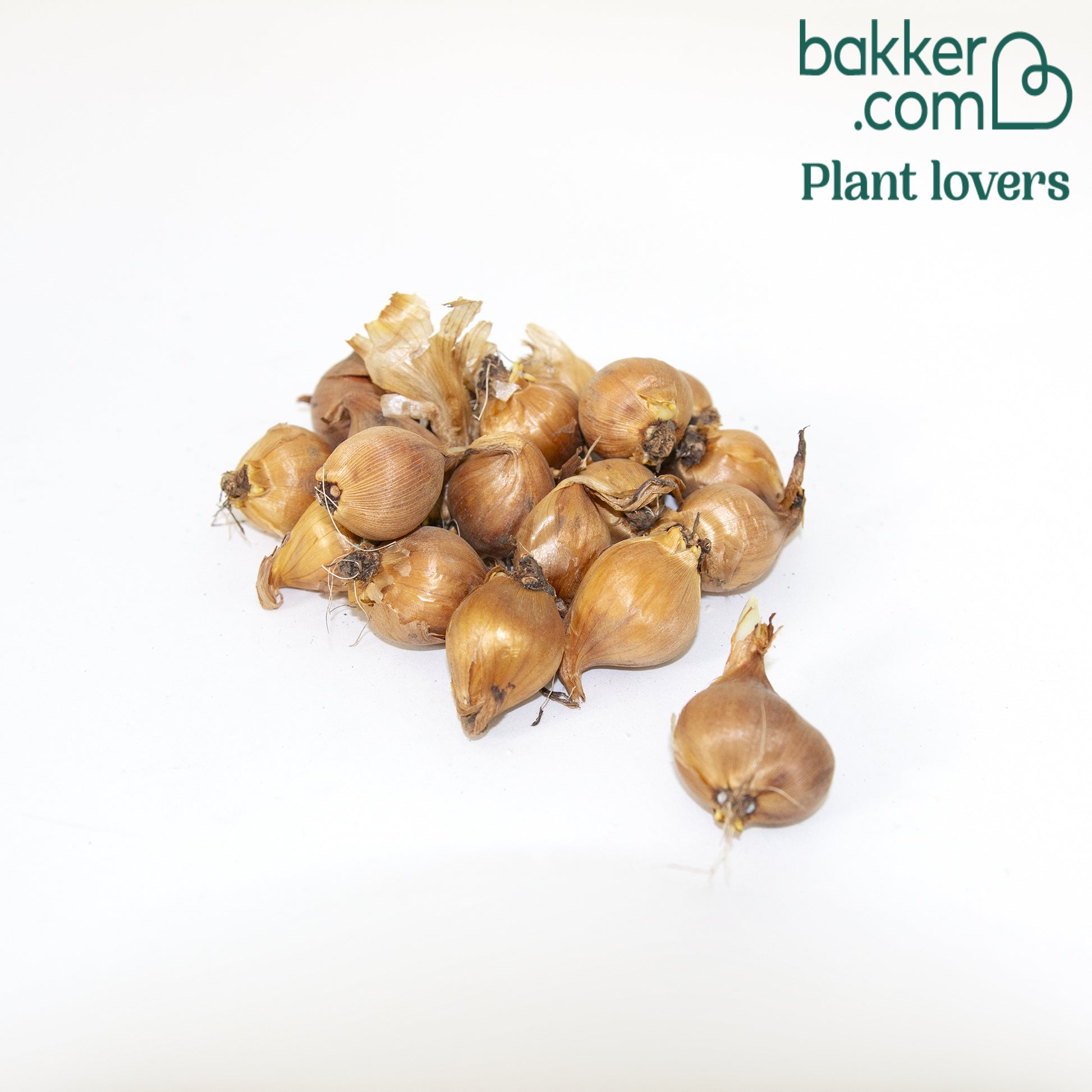 20 Iris de Hollande Mystic Beauty - Iris hollandica mystic beauty - Bakker