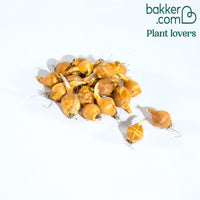 20 Iris de Hollande Braise rouge