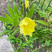 2 Oenothères à grandes fleurs - Onagre - Oenothera macrocarpa - Bakker