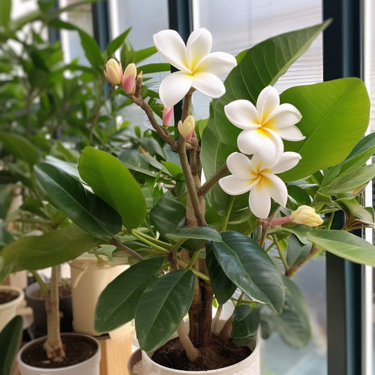 Frangipanier - Plumeria alba - Plantes d'intérieur