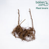 2 Framboisiers remontant Sumo 2