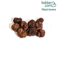 9 Bégonias fimbriata en mélange