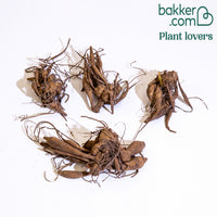 4 Dahlias pompons en mélange