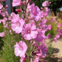 Vente Massif fleuri facile - 8 plantes vivaces - Superficie env. 1,5 m² - Achillea filipendula, Sidalcea Rosanna, Aconitum arendsii, Astilbe, Lencanthemum superbum Silver Princess, Alchemilla Mollis, Gaillarda Kobold, Dianthus plumarius Fortuna
