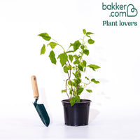 Hortensia 'Annabelle'