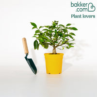 Citronnier des 4 saisons