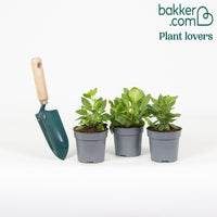 3 Pétunias des Alpes en mélange