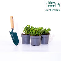 3 Pétunias Amore Reine des cœurs