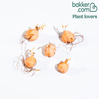 Bakker - 5 Oxalis Automne rose - Oxalis autumn pink