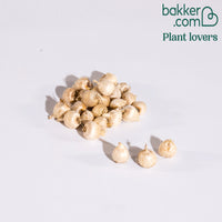 25 Sparaxis tricolore