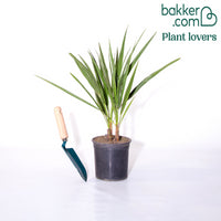 Palmier nain de Méditerranée