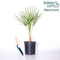 Palmier nain de Méditerranée