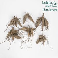 6 Dahlias Bonesta en mélange