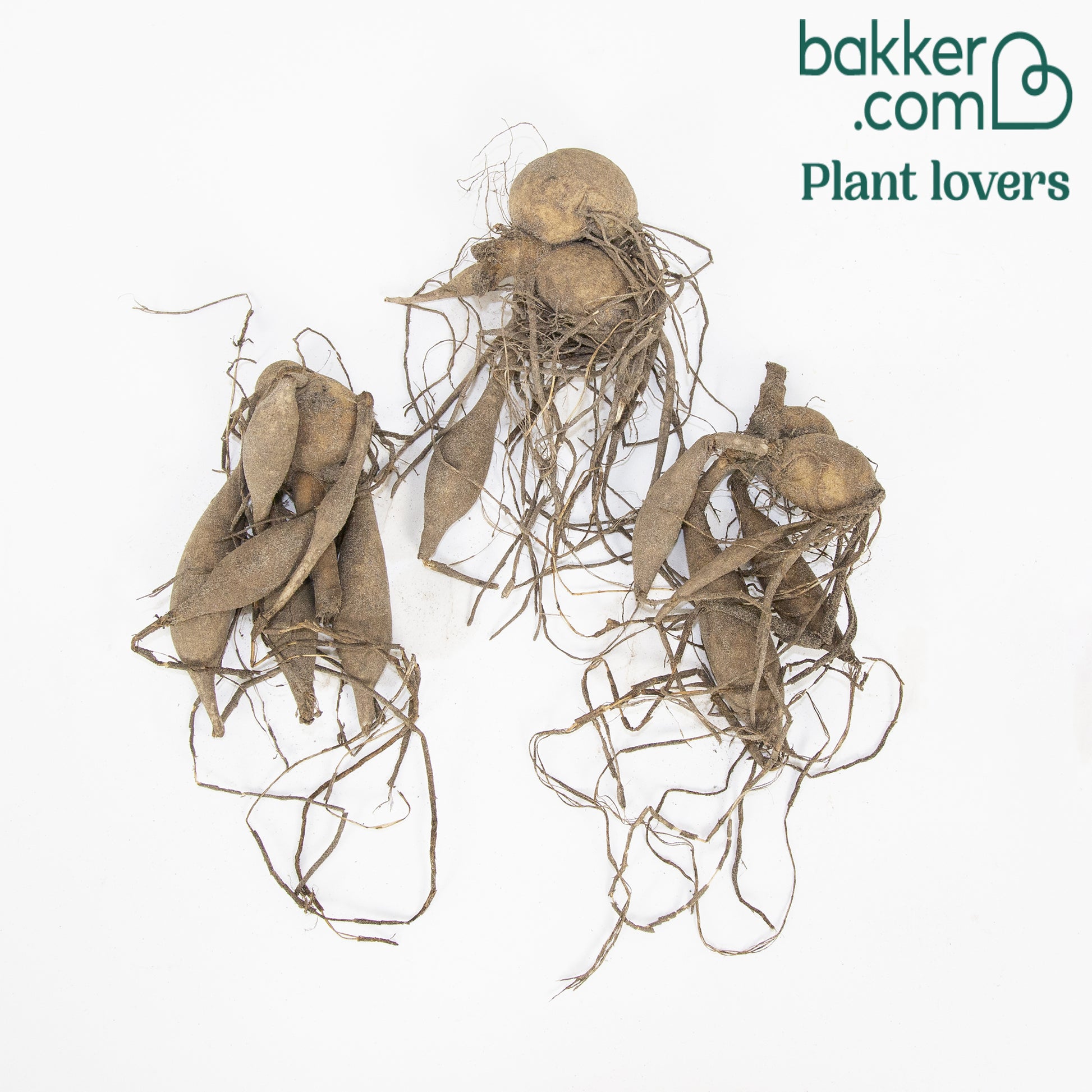 3 Dahlias décoratifs Sakura Fubuki roses - Dahlia sakura fubuki - Bakker