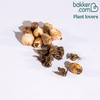 20 Freesias et Renoncules en mélange