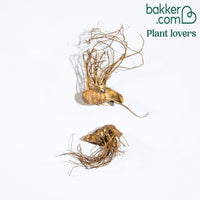 2 Iris de jardin Etude en Noir